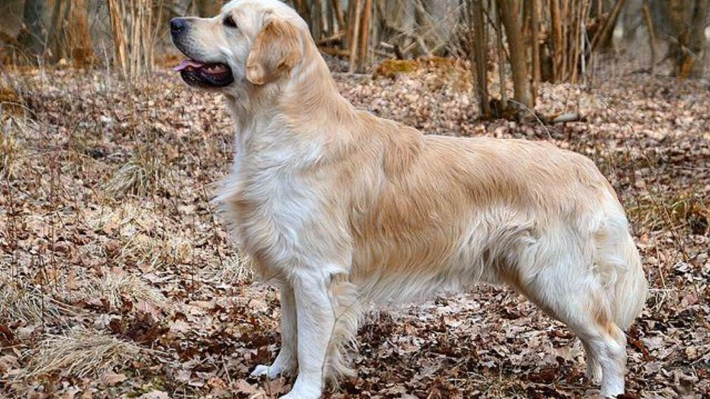 Un perro murió y su familia tomó una polémica decisión que se hizo viral en las redes (Imagen ilustrativa).