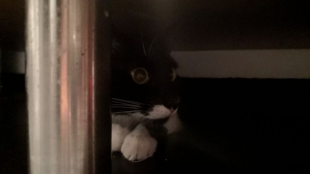 El hilo de Twitter de una usuaria que sorprendió a todos.