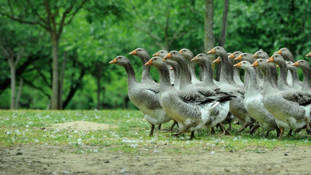 Las aves muertes pertenecen al g�nero de los patos silvestres (Imagen ilustrativa).