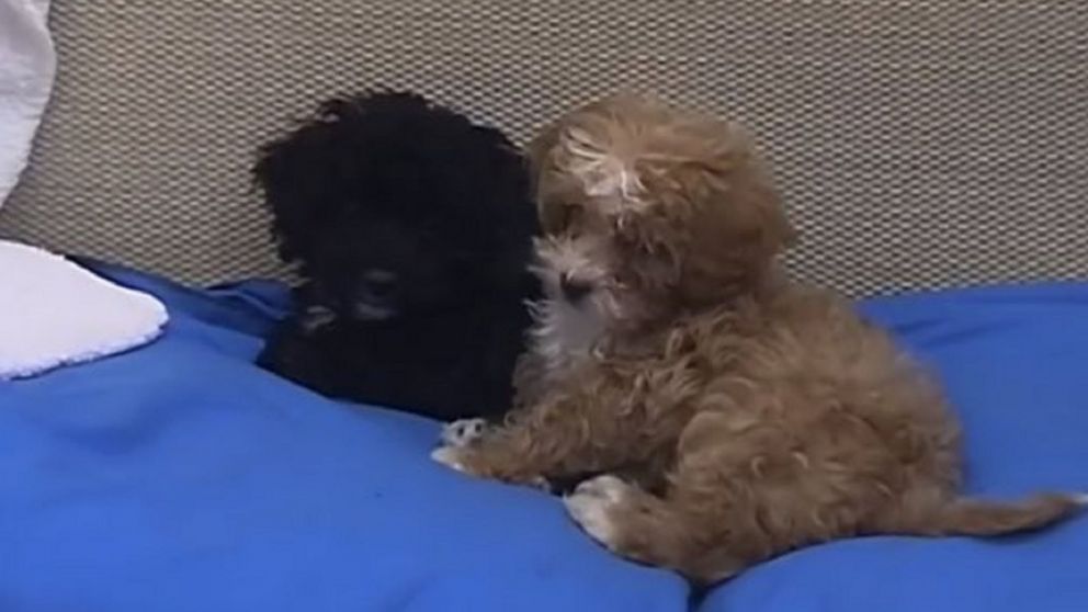 Caramelo y DelMora, los recientes jugadores de la casa.