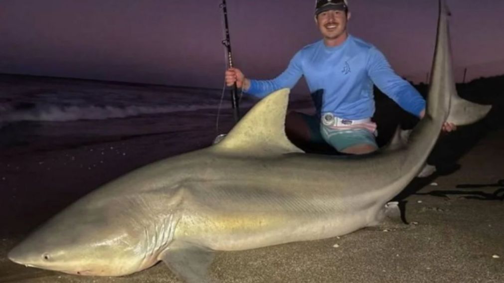 El enorme tiburón fue pescado en el estado de Florida (Twitter).