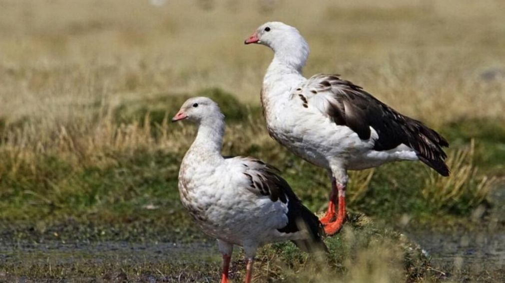 La enfermedad fue detectada en una especie de ganso andino en la provincia de Jujuy.