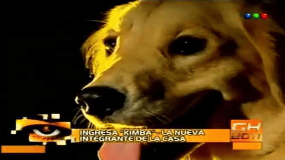 Enterate de la vida de "Kimba", la perra de Gran Hermano 2011.