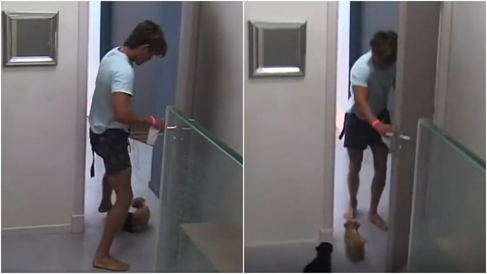 Los perritos de "Gran Hermano", enamorados de Marcos: no se quieren despegar de su lado y lo siguieron hasta el baño