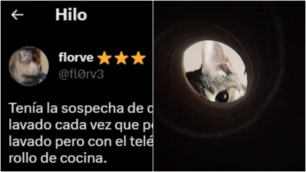 Ten�a una fuerte sospecha de su gata y escondi� una c�mara para grabarla: el resultado enterneci� a todos