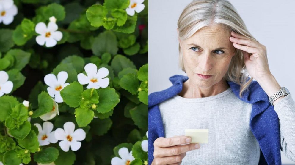 Especialistas recomiendan una planta para combatir la pérdida de memoria y el cáncer.