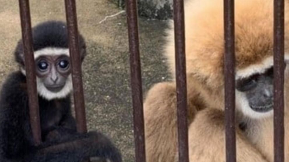 Qué hay detrás del misterioso hecho.