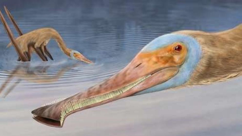 El Balaenognathus maeuseri fue encontrado "por accidente" en Alemania (Imagen ilustrativa).