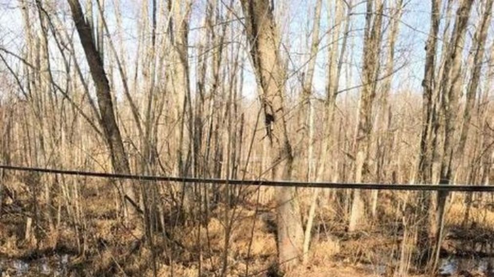 En el siguiente reto viral deberá encontrar en menos de 10 segundos al patito oculto en la foto.
