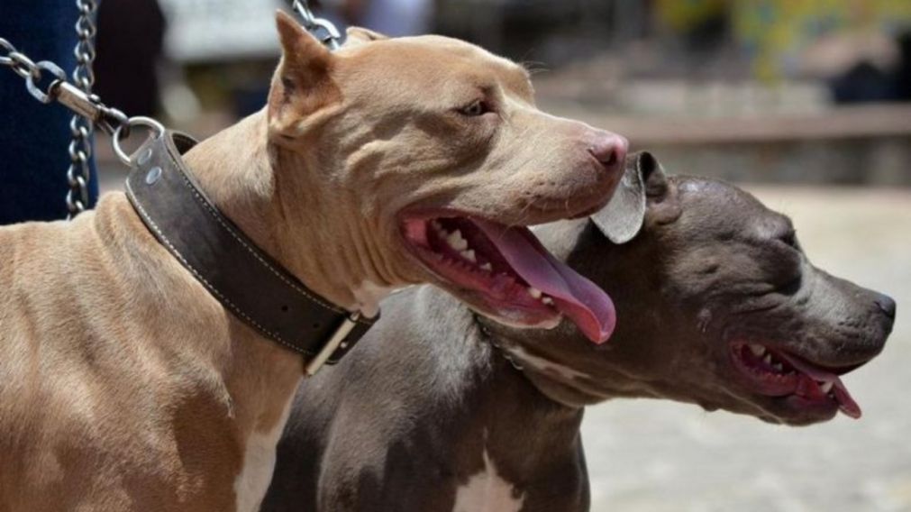 La agresión ocurrió este lunes por la noche, cerca de las 20 horas, cuando el chico jugaba a la pelota en la vereda de su casa.