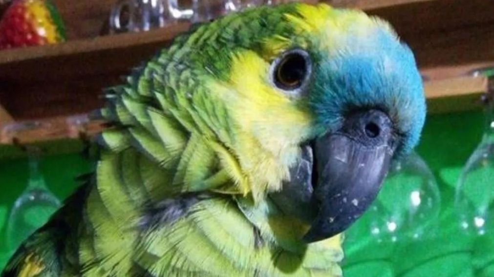 Cómo se contagia y cuáles son los síntomas de la "fiebre del loro", la psitacosis que mantiene en alerta a Santa Fe