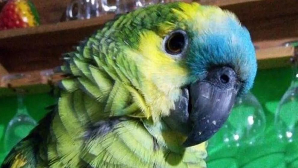 C�mo se contagia y cu�les son los s�ntomas de la "fiebre del loro", la psitacosis que mantiene en alerta a Santa Fe