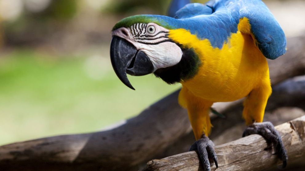 Los médicos sospechan que un ave fue quien transmitió la enfermedad a la familia internada.