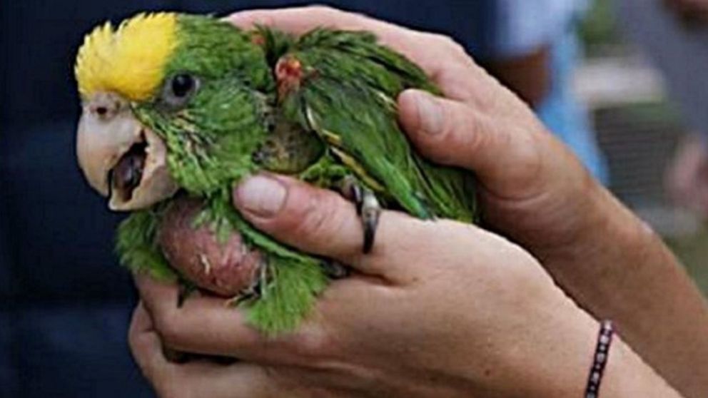 Familia se infectó de Psitacosis por un loro.