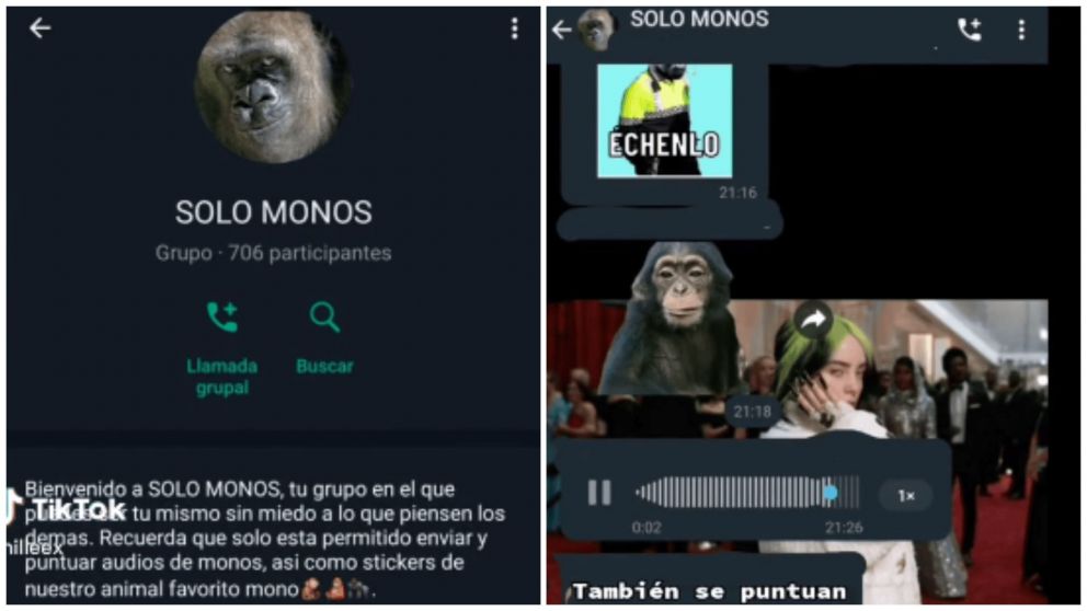 Ins�lito grupo de WhatsApp que es viral porque solo imitan monos (TikTok/@nilleex).
