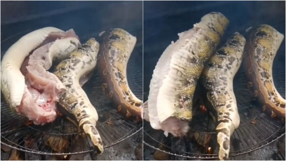 Video impactante: serpiente "revive" mientras la cocinan a la parrilla