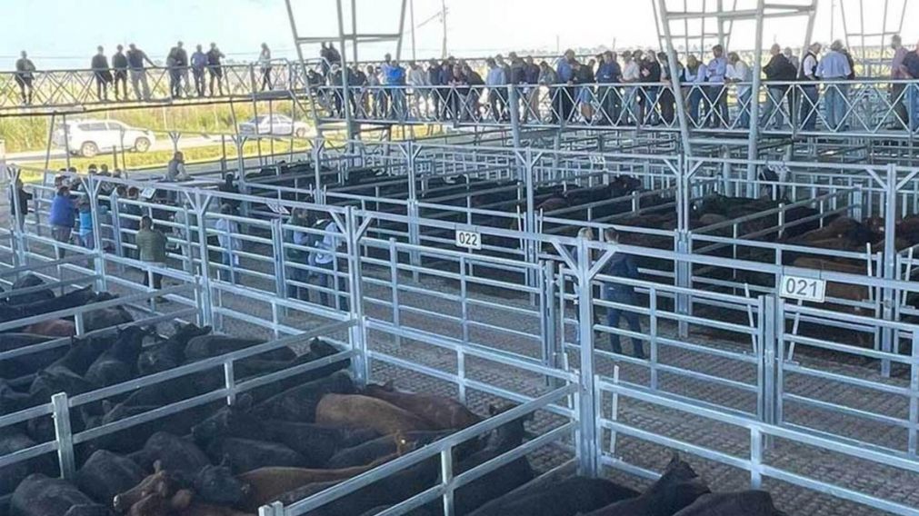 En lo que va de 2023 hubo una merma en el ingreso de cabezas en Cañuelas y una suba en los precios de alrededor del 25%.