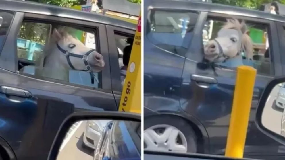 Una joven sacó a pasear a su caballo en su auto y el desopilante motivo de por qué lo hizo se hizo viral (Imagen captura vídeo).