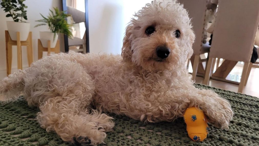 Alertan que por la crisis se les corta el pelo de manera cada vez m�s especiada a las mascotas y cierran peluquer�as del sector.