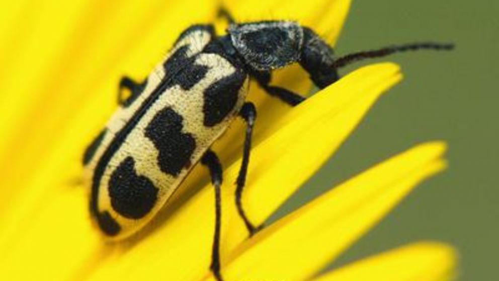 El inusual insecto mide unos doce milímetros de longitud.