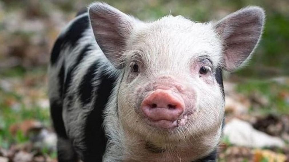 Roma fue adoptada y luego cocinada en una parrilla.
