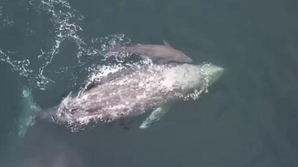 El nacimiento se produjo en aguas del Océano Pacífico (Captura de video).