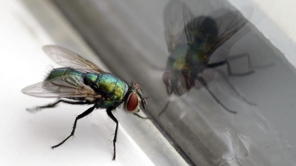 Las moscas pueden llegar a transmitir enfermedades.