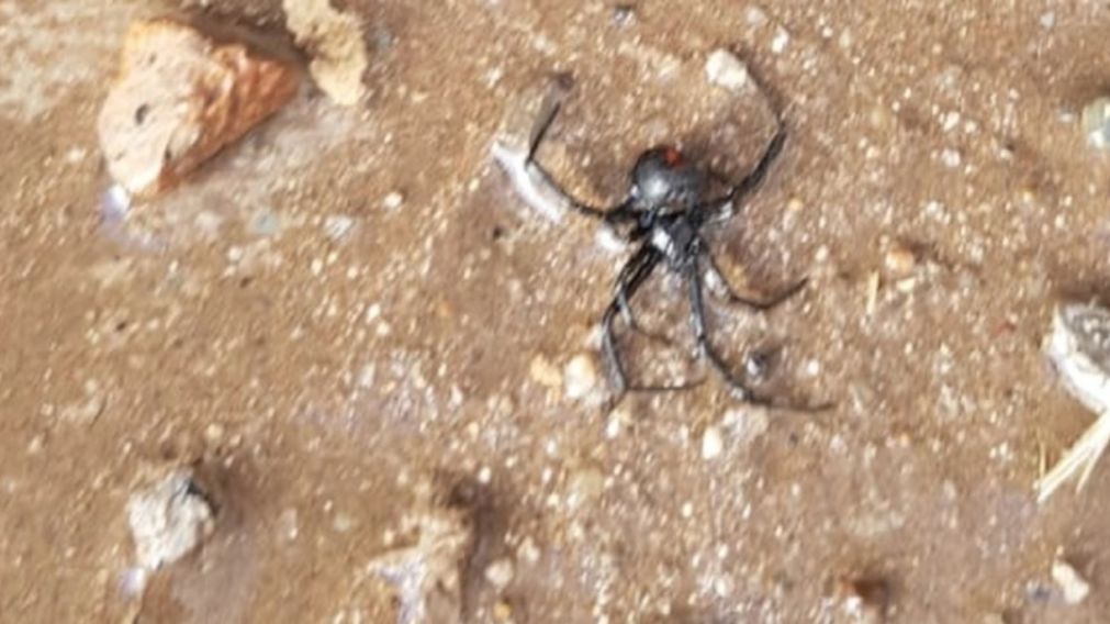 El veneno de la viuda negra es 15 veces más peligroso que el de la serpiente cascabel.