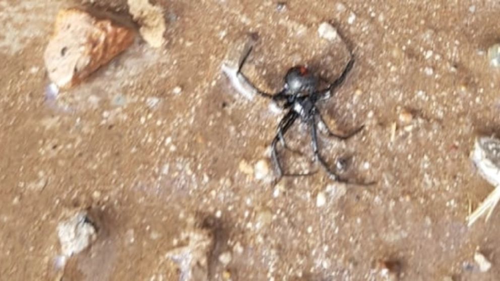 El veneno de la viuda negra es 15 veces más peligroso que el de la serpiente cascabel.