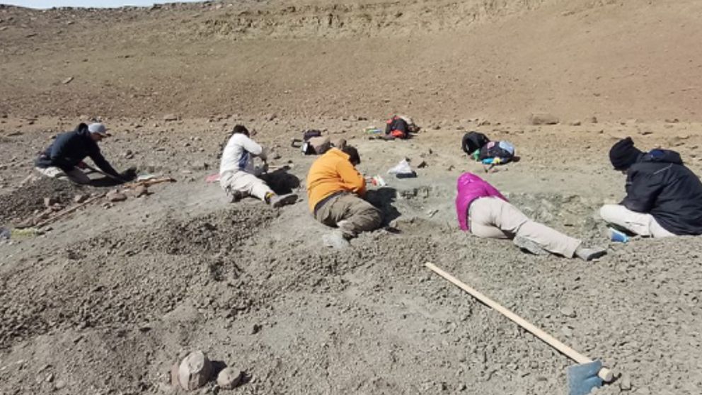 El hallazgo pertenece a un ave del grupo de los enantiornithes,