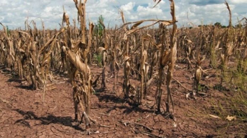 Gran parte de los cultivos están perdidos por la falta de agua (gentileza Misiones On Line).