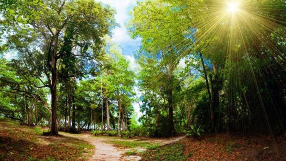 En el siguiente reto viral deber� encontrar en 10 segundos al mono que est� camuflado en la foto.