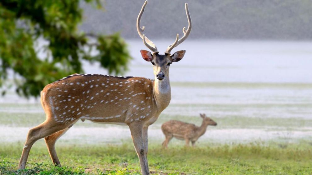 Un ciervo atacó y mató a un hombre de 86 años e hirió de gravedad a su esposa de 85 (Imagen ilustrativa).