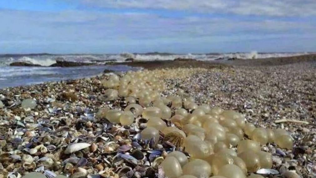 Los turistas comenzaron a preguntarse de qué se trataba lo que había en la orilla del mar.