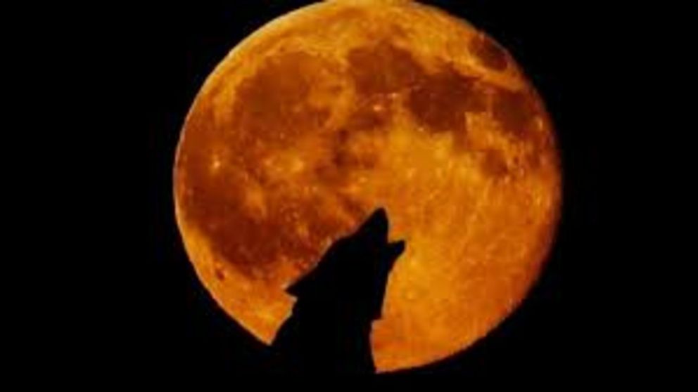 “Luna de lobo”: qué es y cuándo se puede ver.