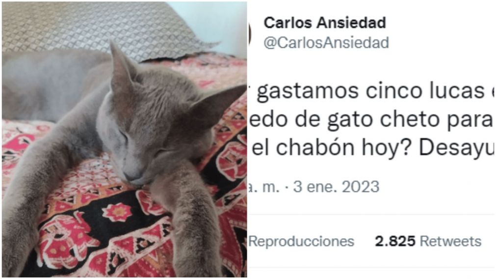 Gato es viral por su desayuno después de ir al veterinario (Twitter/CarlosAnsiedad).