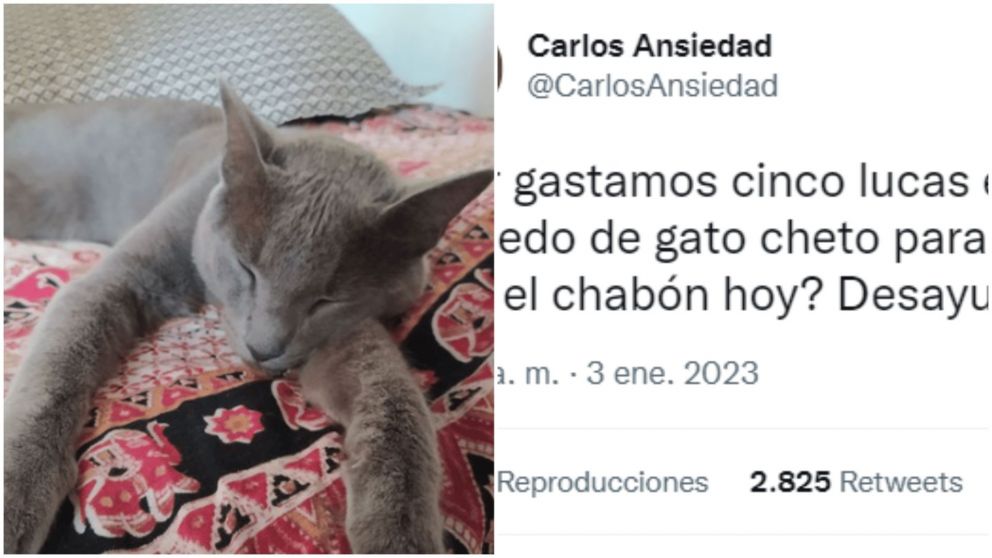 Gato es viral por su desayuno después de ir al veterinario (Twitter/CarlosAnsiedad).