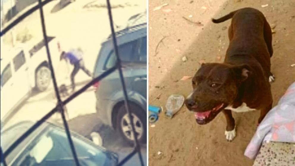 Un hombre apuñaló y mató a un pitbull que había mordido a su hijo en Caleta Olivia.