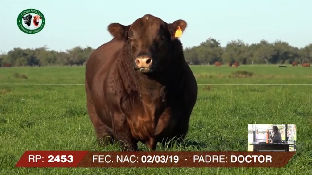 La Aduana denunció una subfacturación de $1.5 millón en la exportación de un toro de puro pedigree
