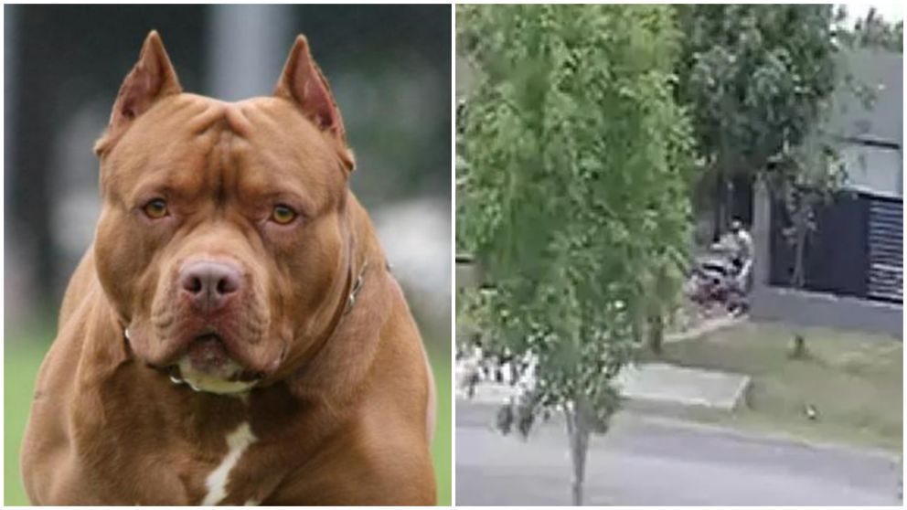 �Horror en Funes! Dos pitbulls intentaron devorar a un hombre y a su perro.