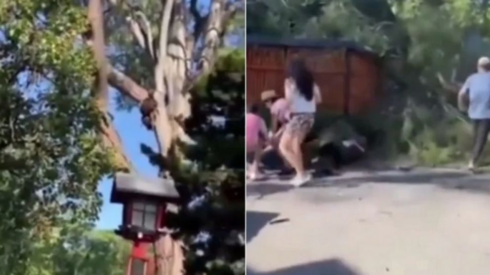 Una rama gigante cayó encima de un grupo de personas en el Jardín Japonés y dos resultaron heridas (Imagen captura vídeo).