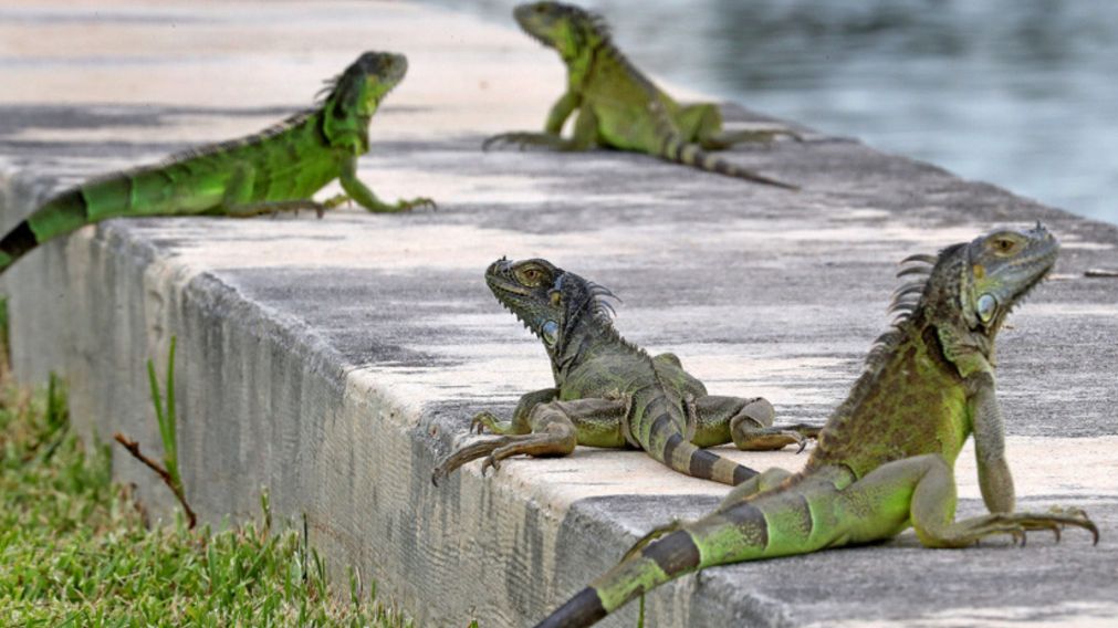El particular hecho que tiene como protagonista a iguanas "agresivas" de Florida.