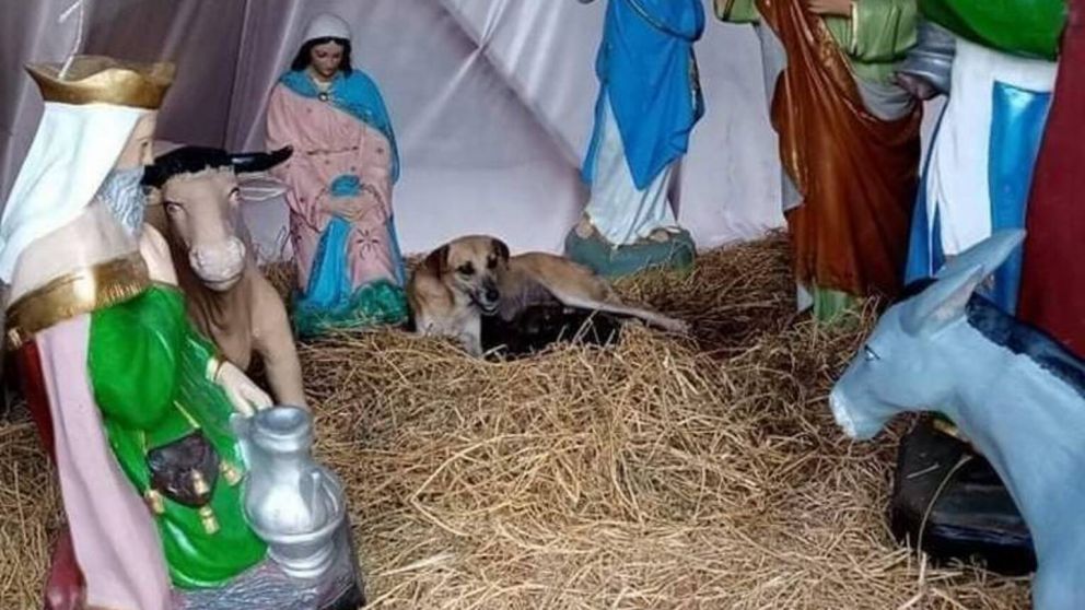Encontraron a una perrita durmiendo en un pesebre navideño y se llevaron una conmovedora sorpresa (Imagen redes sociales).