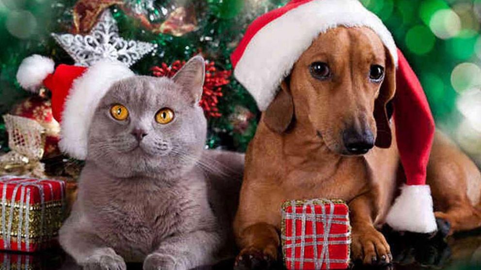 El m�todo Tellington Ttouch es una t�cnica efectiva para calmar la ansiedad de las mascotas (Imagen ilustrativa).