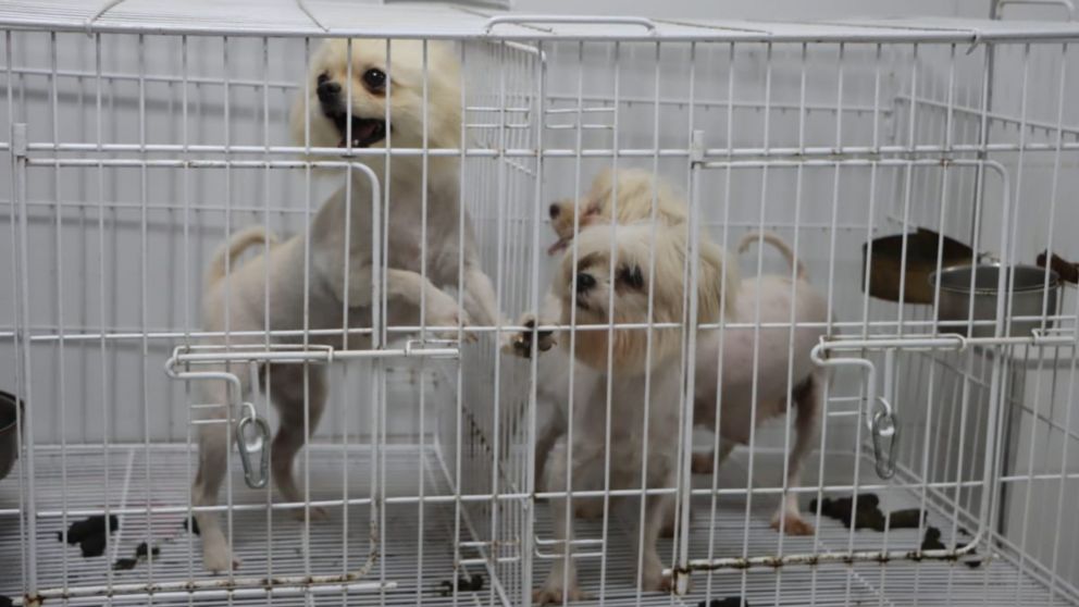 Los perros vivían encerrados y en condiciones no aptas para la convivencia.