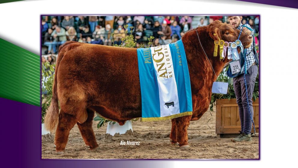 Mateo, el toro argentino que es campe�n mundial.