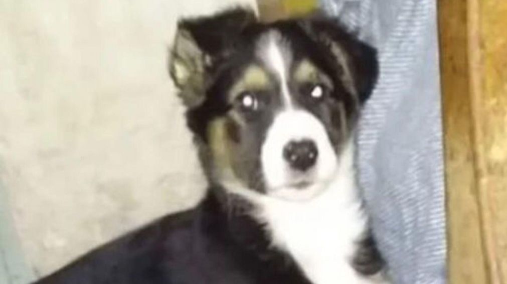 La perrita que un hombre mató a golpes