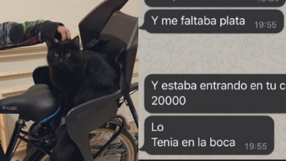 El gato sacó 20 mil pesos de la casa del vecino.