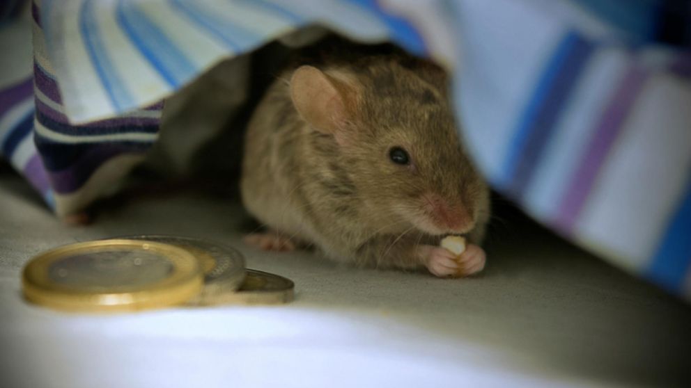 Una nena recibió una carta del Raton Pérez y las redes estallaron de ternura.