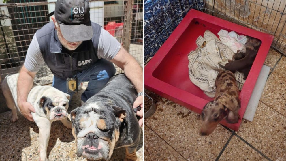 La Justicia descubrió un caso de maltrato animal denunciado por testigos.